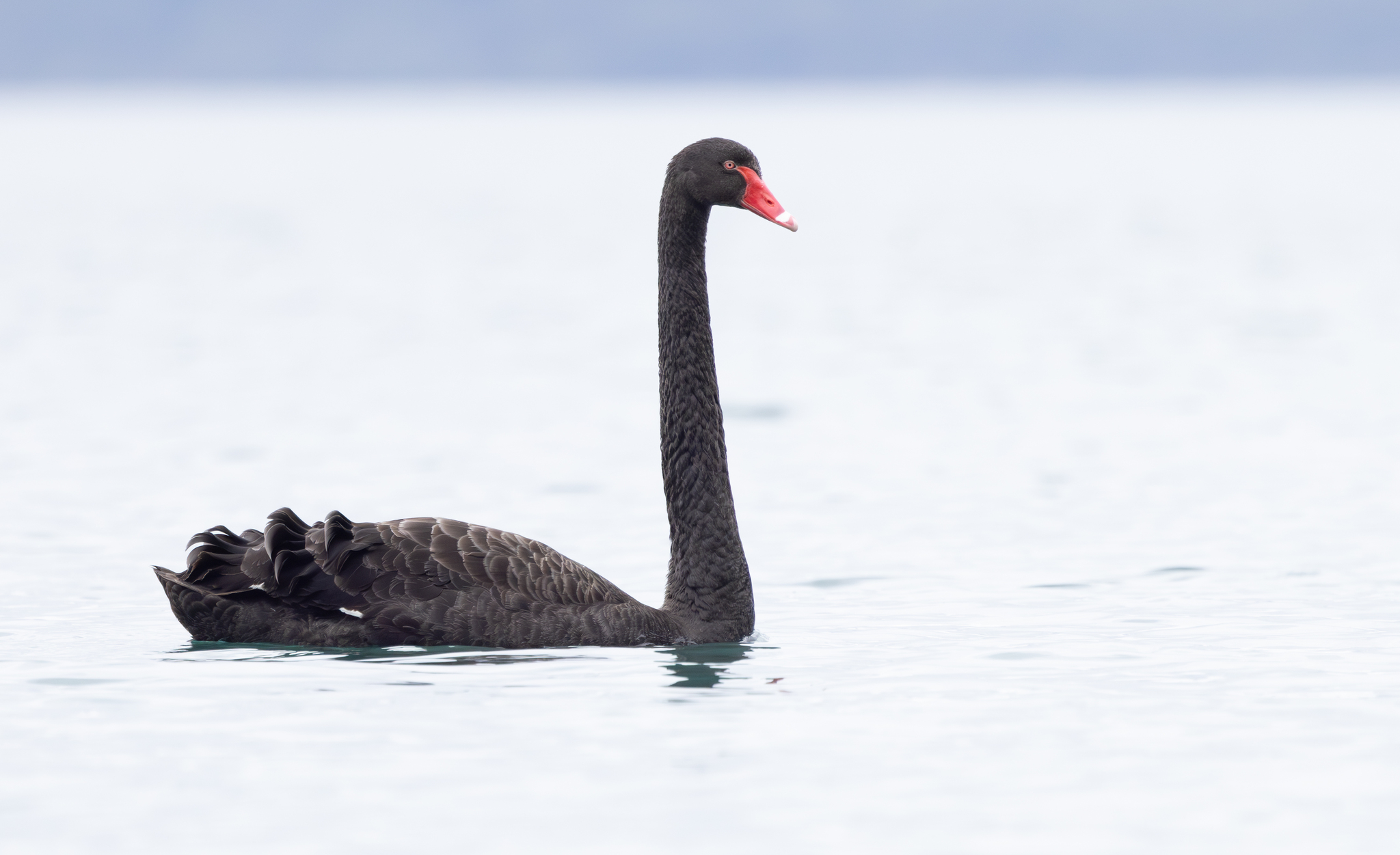 Black swan pictures sales