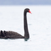 Black Swan - Photo (c) caiden_b, some rights reserved (CC BY-NC)