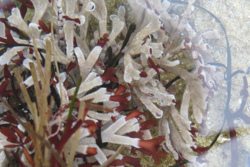 Membraniporidae