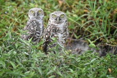 Athene cunicularia floridana