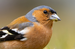Common Chaffinch photo 1