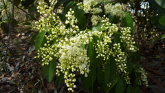 Rourea doniana