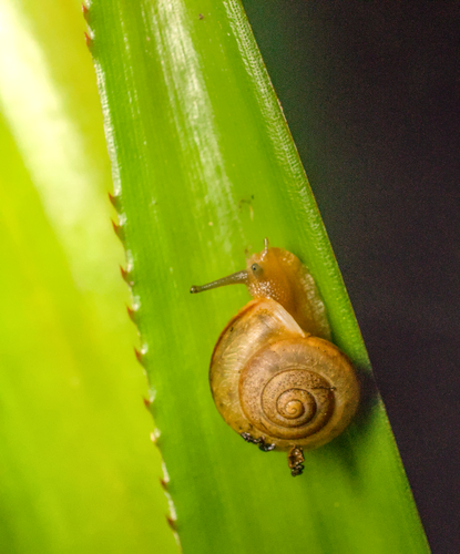 Bradybaena similaris observed 2024-04-15