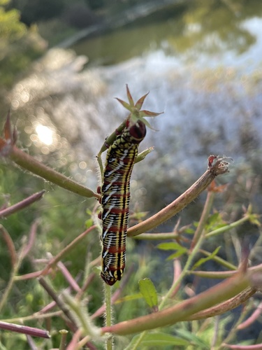 Banded Sphinx photo 6