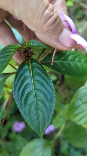 Impatiens flaccida