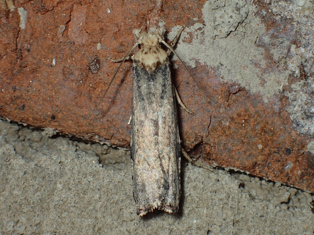 Diataga leptosceles