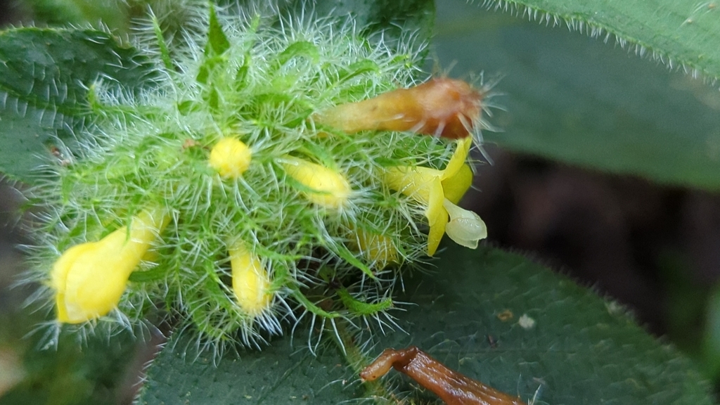 Hoffmannia vesciculifera