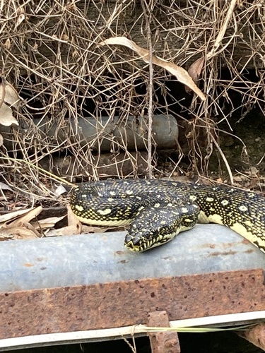 Diamond Python sighting