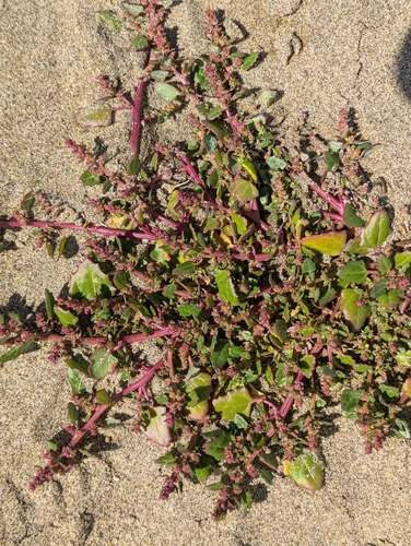 Large-seed Goosefoot (Chenopodium macrospermum)
