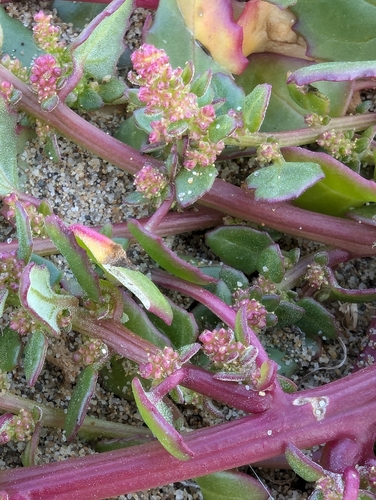 Image of Chenopodium macrospermum by (c) Will Cornwell, some rights reserved (CC BY)