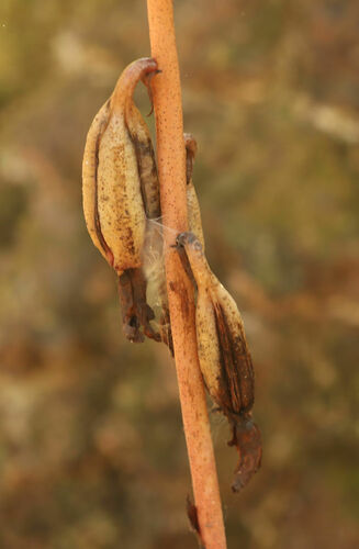 Spiked crested coralroot (Bletia spicata)