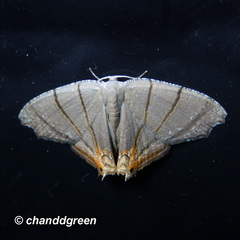 Orudiza protheclaria