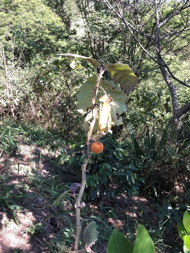 Solanum quitoense image