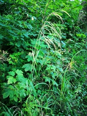 Bromus ramosus
