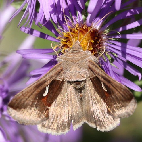 Celery Looper Moth photo 6