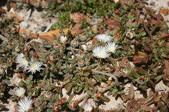 Mesembryanthemum paulum