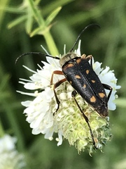 Typocerus confluens