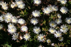 Mesembryanthemum paulum