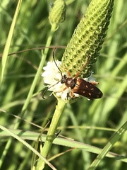 Typocerus confluens