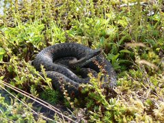 Vipera berus berus