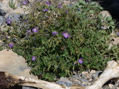 Geranium himalayense