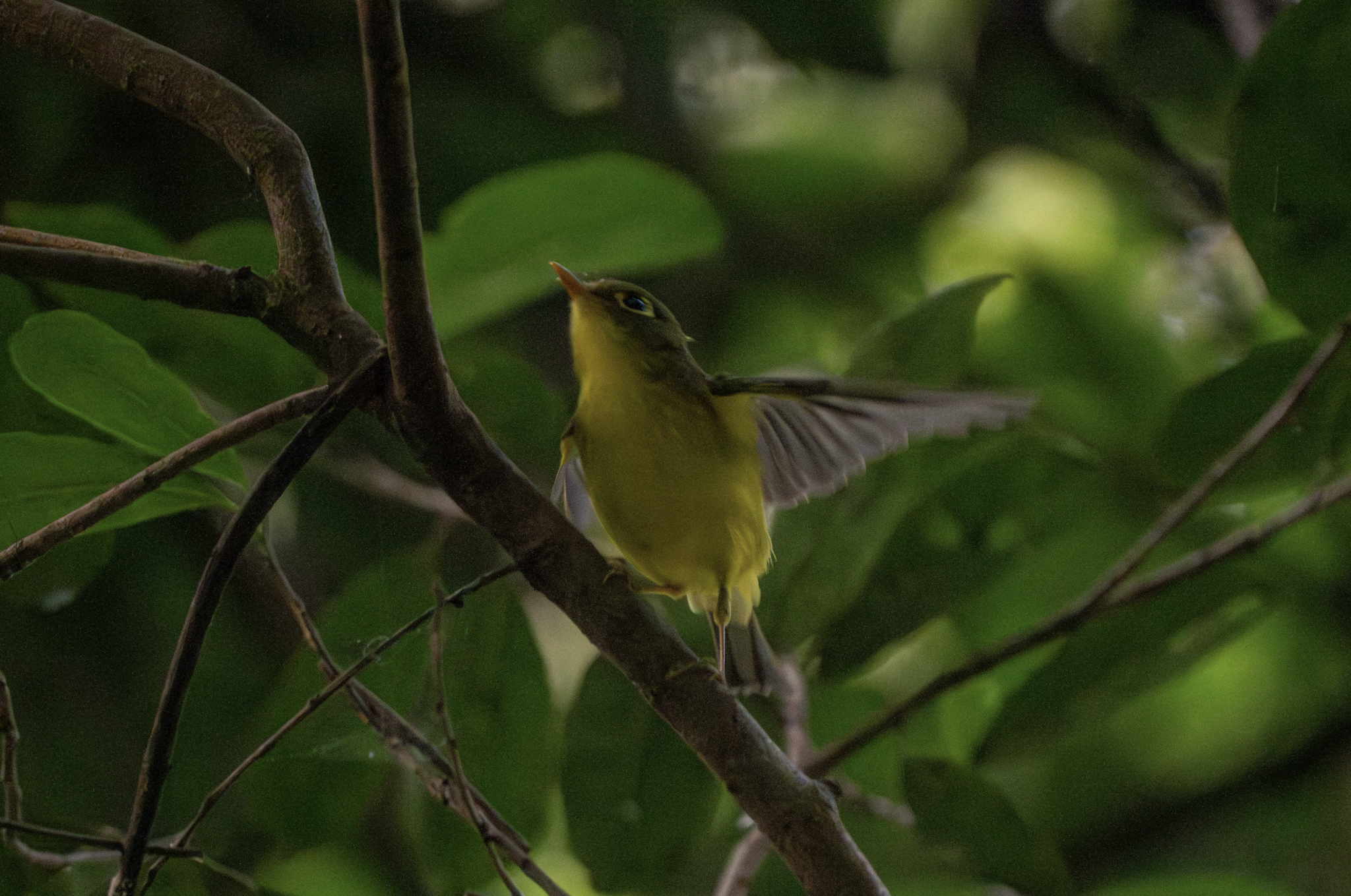 Tickell's Leaf Warbler