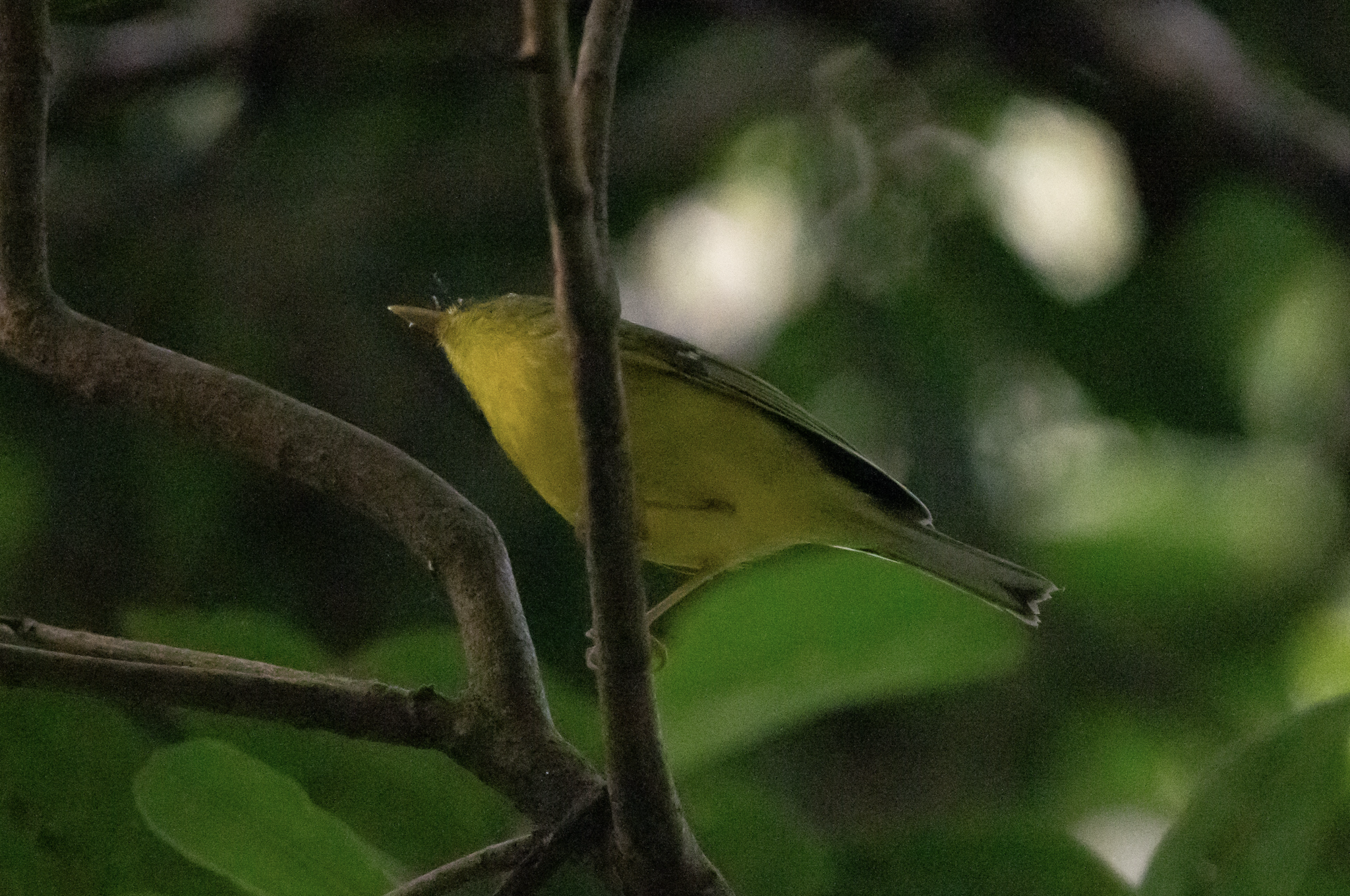 Tickell's Leaf Warbler