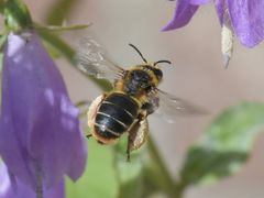Melitta haemorrhoidalis