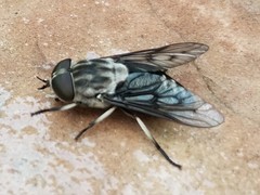 Tabanus trimaculatus