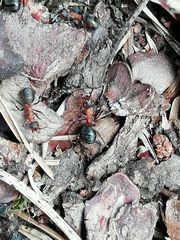 Formica polyctena × rufa