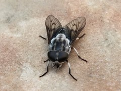 Tabanus trimaculatus