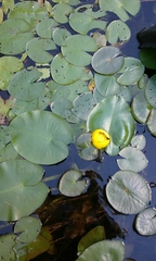 Nuphar variegata