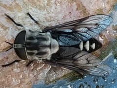 Tabanus trimaculatus