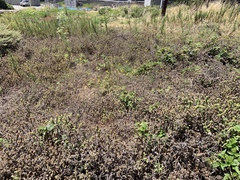 Phacelia malvifolia