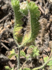 Phacelia malvifolia