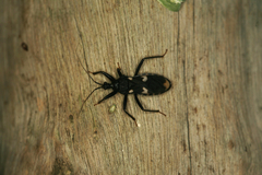 Acanthaspis obscura