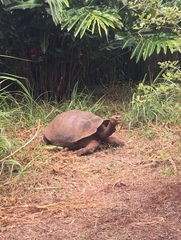 Chelonoidis niger chathamensis