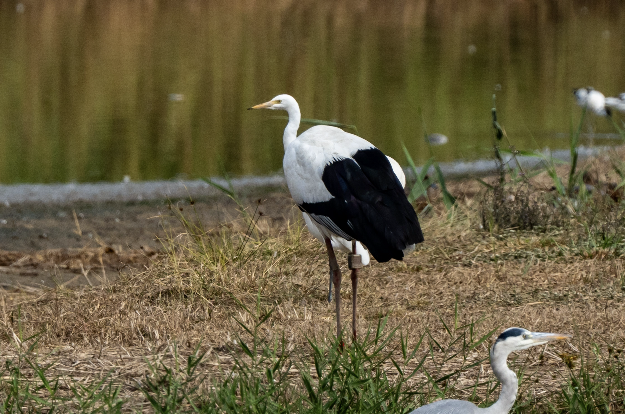 Medium Egret (Ardea intermedia)