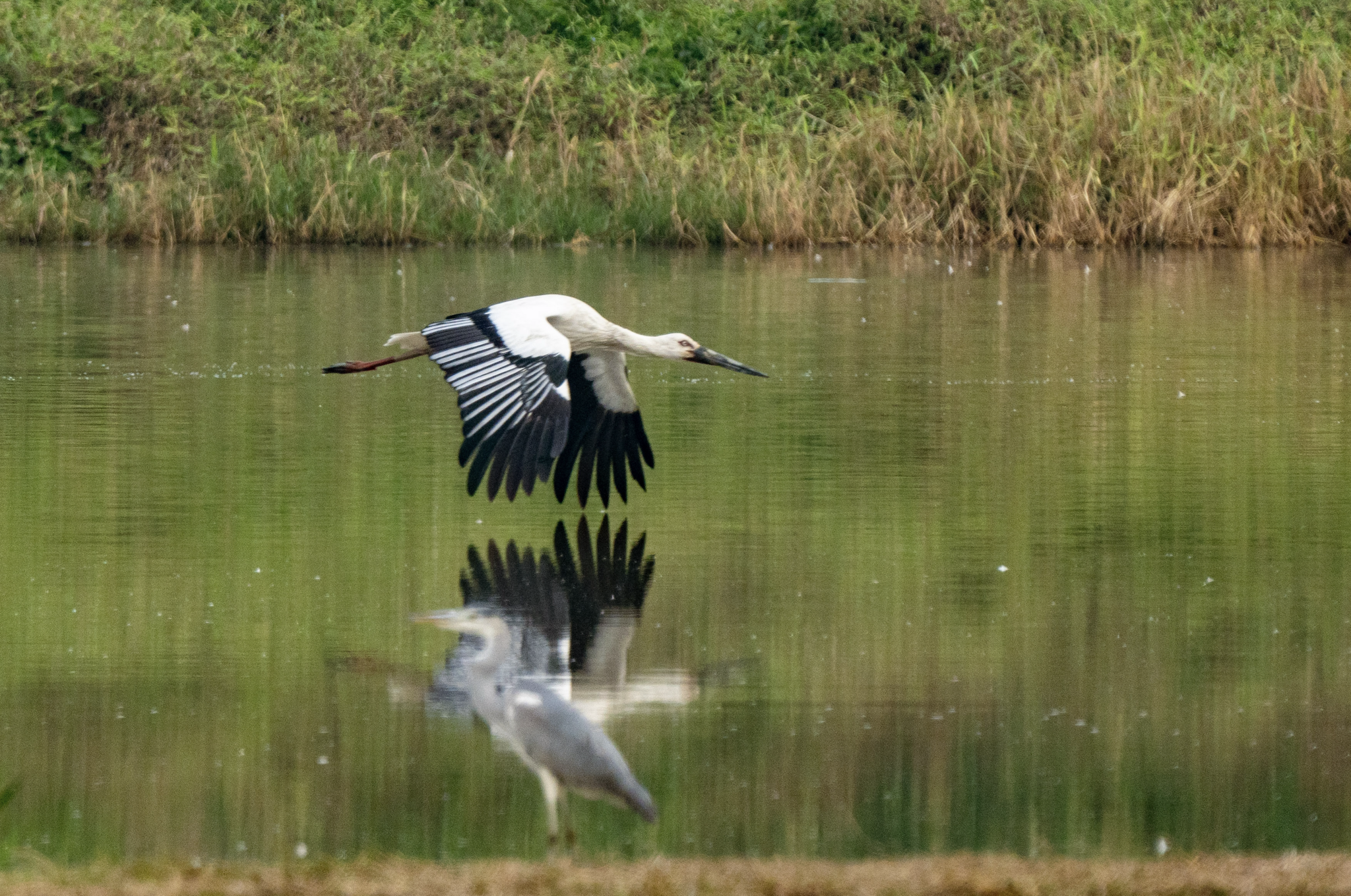 Oriental Stork