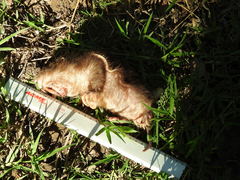 Heterogeomys hispidus
