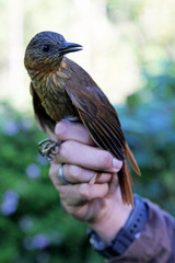 Streak-Breasted Treehunter photo 5