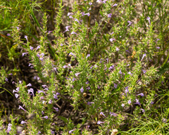 Hedeoma reverchonii