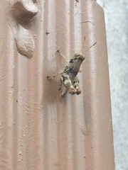 Melanoplus punctulatus