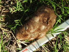 Heterogeomys hispidus