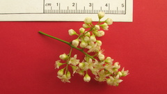 Rourea doniana