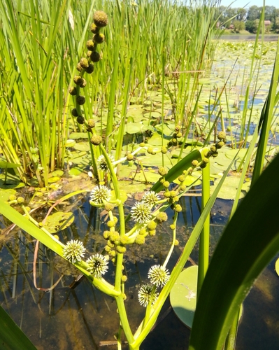 ježohlav vzpriamený (Sparganium erectum)