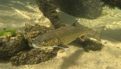 Char (Salvelinus namaycush) — Salmonidae
