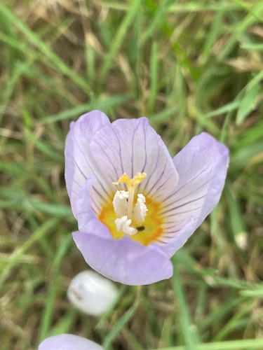 Image of Crocus kotschyanus by no rights reserved