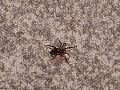 Amaurobius fenestralis