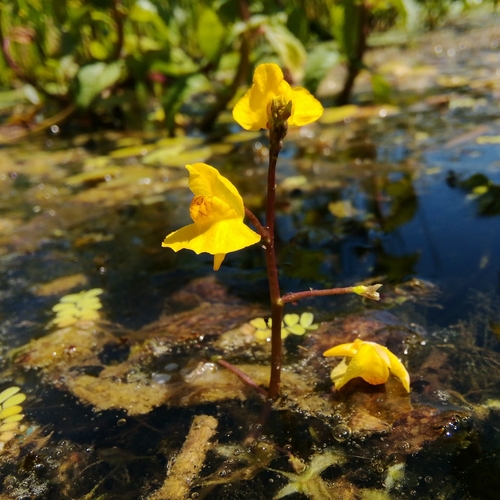 bublinatka nebadaná (Utricularia × neglecta)